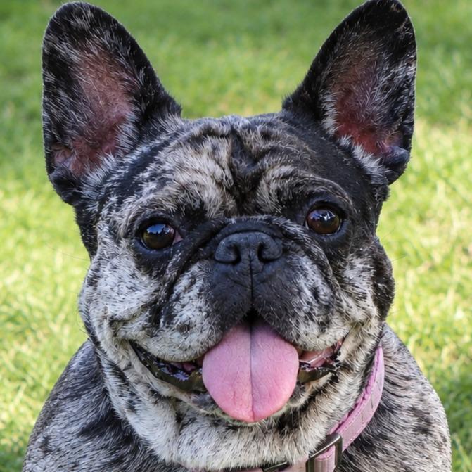 Cookie Crisp - Adopt Me!, a Adoptable mixed breed in Lake Forest, CA image 3/6