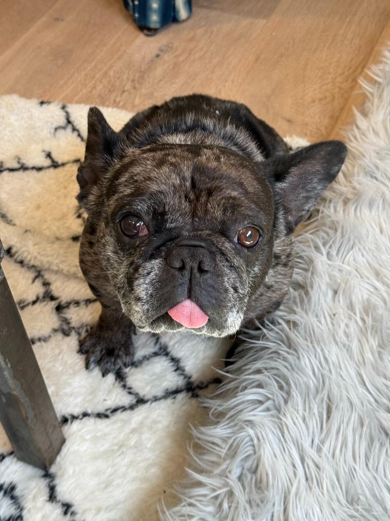 Enlarge Cookie Crisp - Adopt Me!, a Adoptable mixed breed in Lake Forest, CA image 3/6