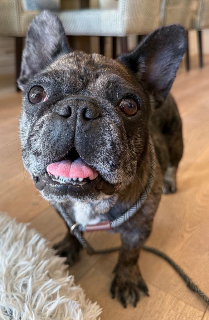 Enlarge Cookie Crisp - Adopt Me!, a Adoptable mixed breed in Lake Forest, CA image 4/6