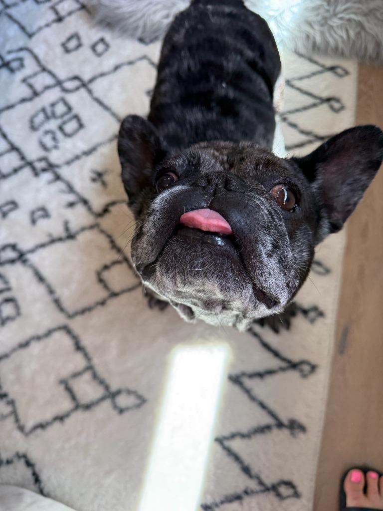 Enlarge Cookie Crisp - Adopt Me!, a Adoptable mixed breed in Lake Forest, CA image 5/6