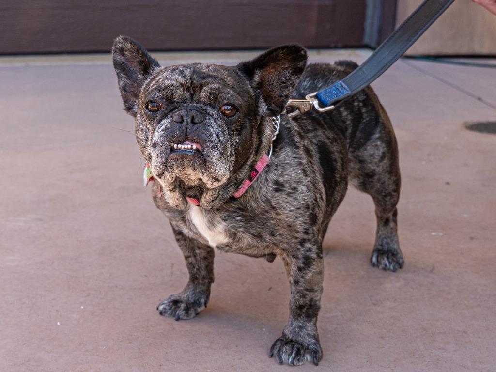 Enlarge Cookie Crisp - Adopt Me!, a Adoptable mixed breed in Lake Forest, CA image 4/6