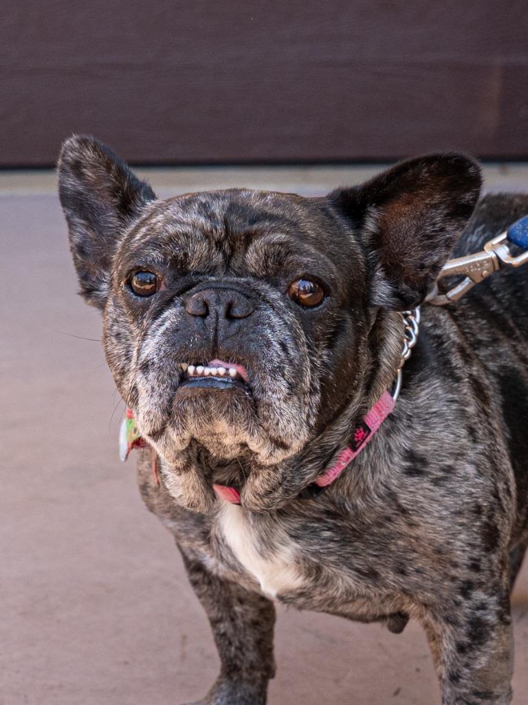 Enlarge Cookie Crisp - Adopt Me!, a Adoptable mixed breed in Lake Forest, CA image 5/6
