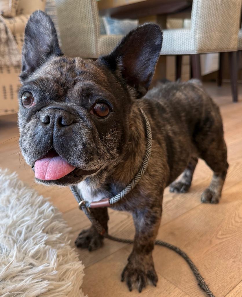 Cookie Crisp - Adopt Me!, a Adoptable mixed breed in Lake Forest, CA image 5/6