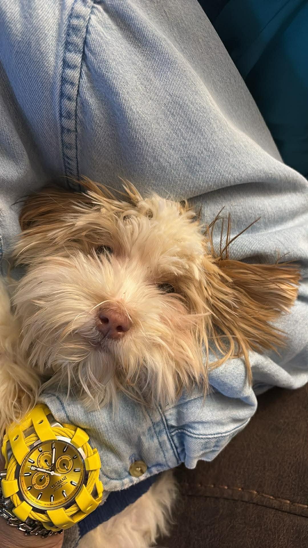 Enlarge Giselle Anne, an adopted mixed breed in Charlotte, NC image 2/3