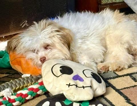 Enlarge Giselle Anne, an adopted mixed breed in Charlotte, NC image 3/3