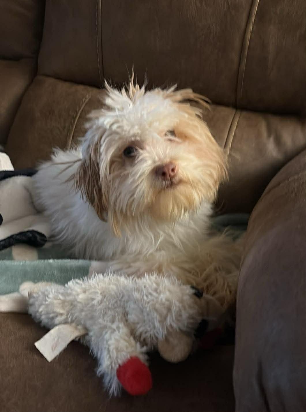 Enlarge Giselle Anne, an adopted mixed breed in Charlotte, NC image 1/3