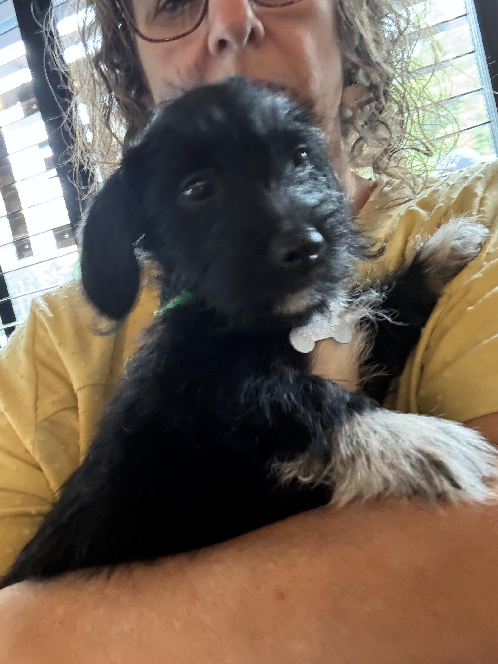 Bert - "B" Litter, Adoptable, Puppy Male Terrier & Dachshund.