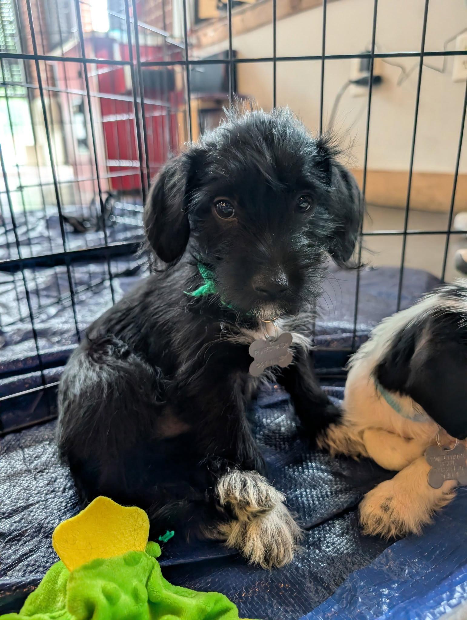 Enlarge Bert - "B" Litter, a Adoptable mixed breed in Holly Springs, NC image 2/3