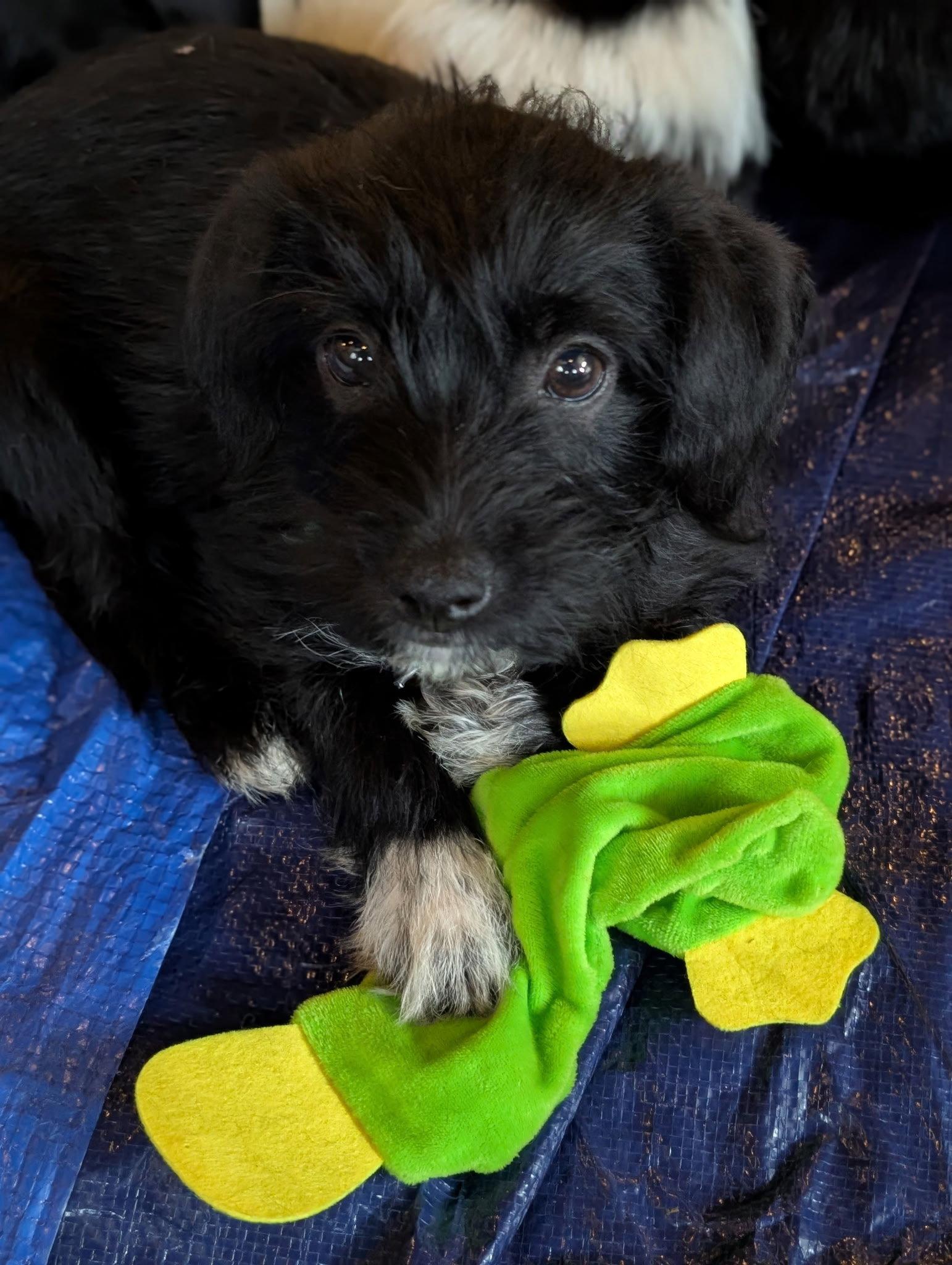 Enlarge Bert - "B" Litter, a Adoptable mixed breed in Holly Springs, NC image 3/3