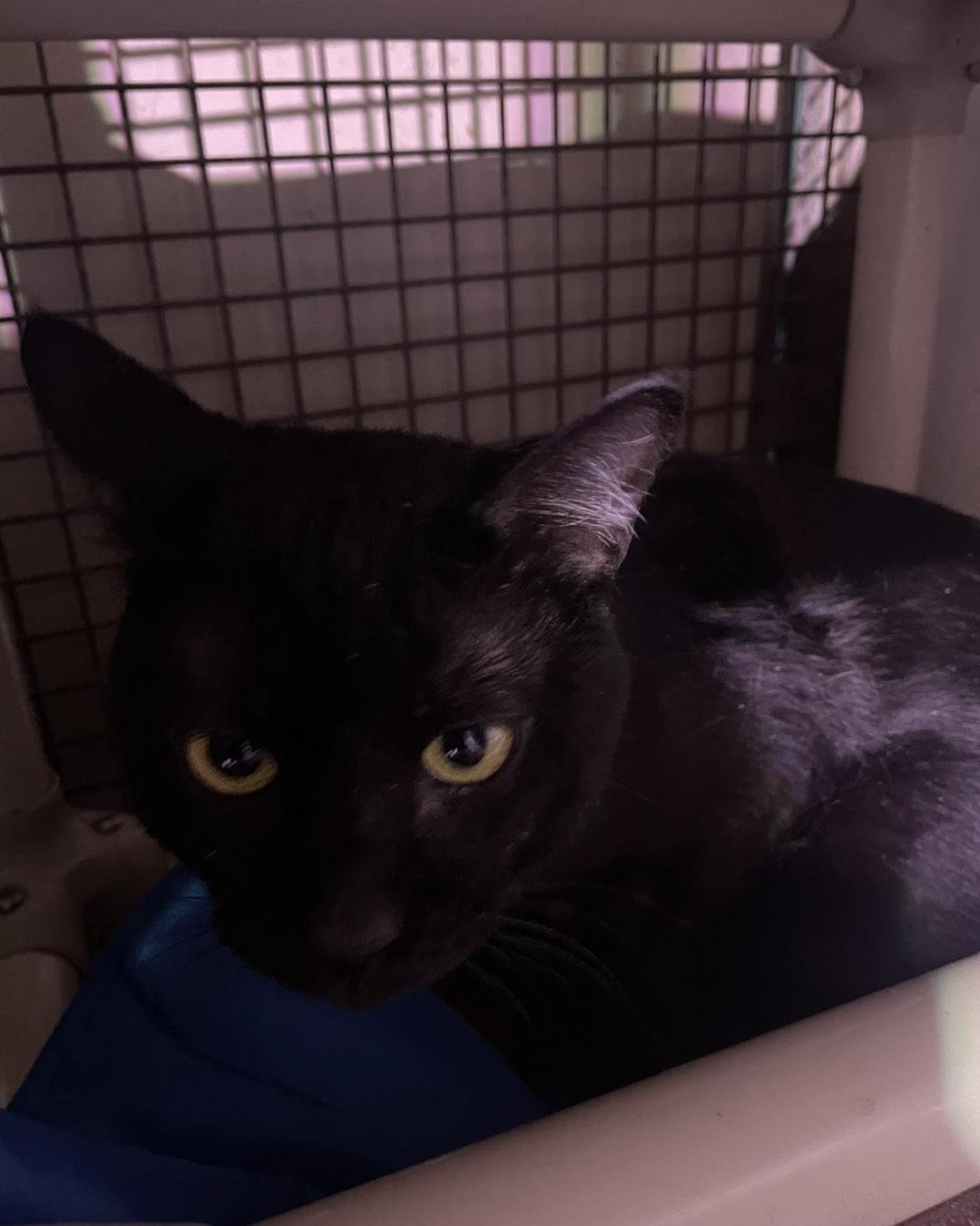 Raider, an adoptable Domestic Short Hair in Billings, MT, 59101 | Photo Image 1