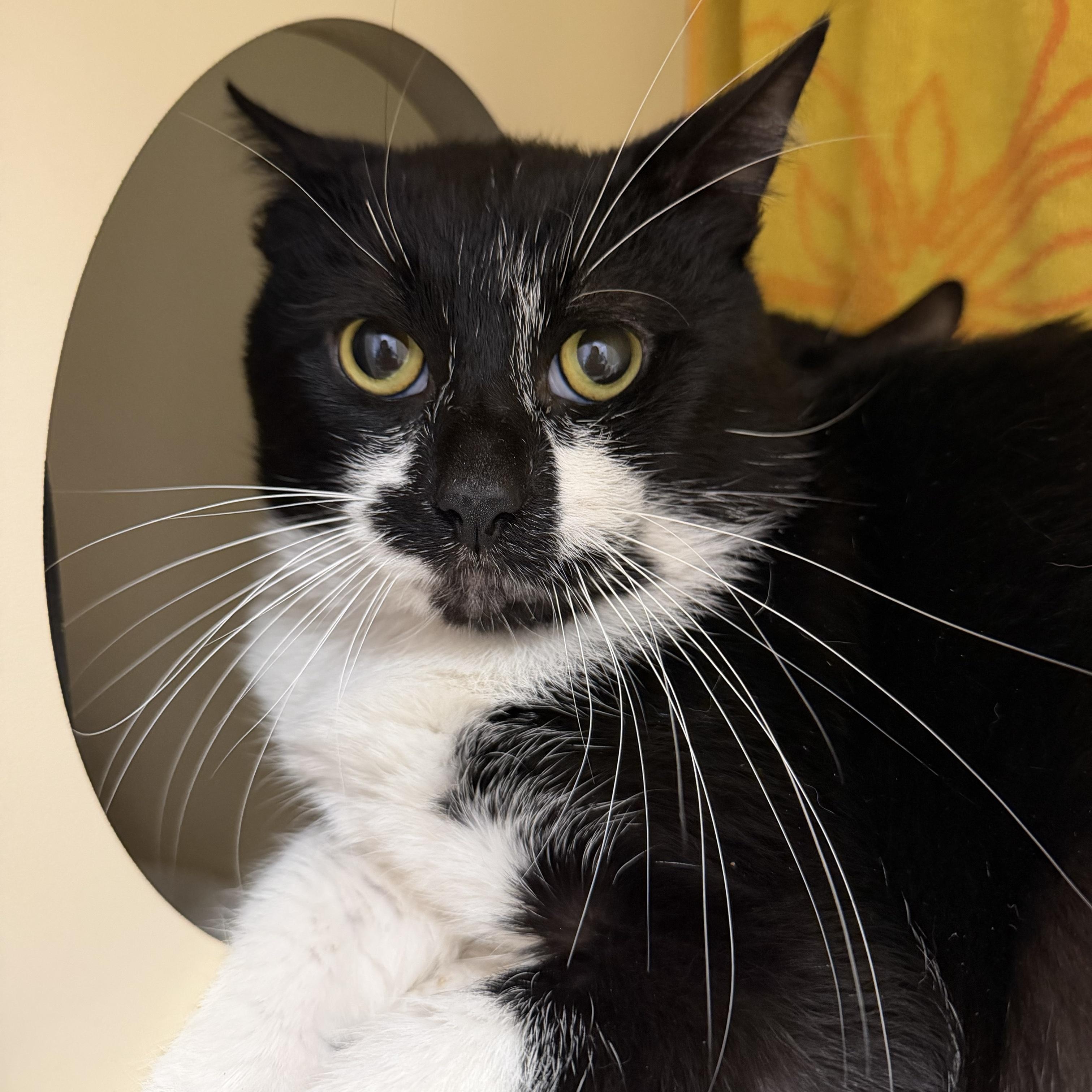 Flynn, ADOPTABLE, Young Male Domestic Short Hair.
