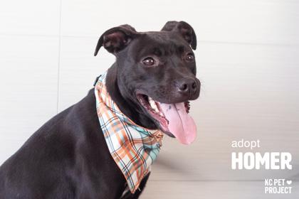 Homer, Adoptable, Adult Male Pit Bull Terrier & Mixed Breed.