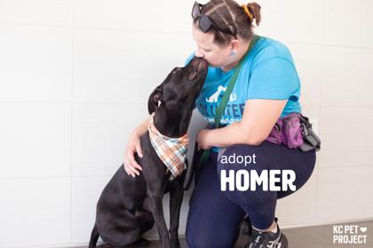Enlarge Homer, a Adoptable mixed breed in Kansas City, MO image 2/3