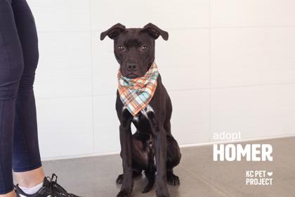 Enlarge Homer, a Adoptable mixed breed in Kansas City, MO image 3/3