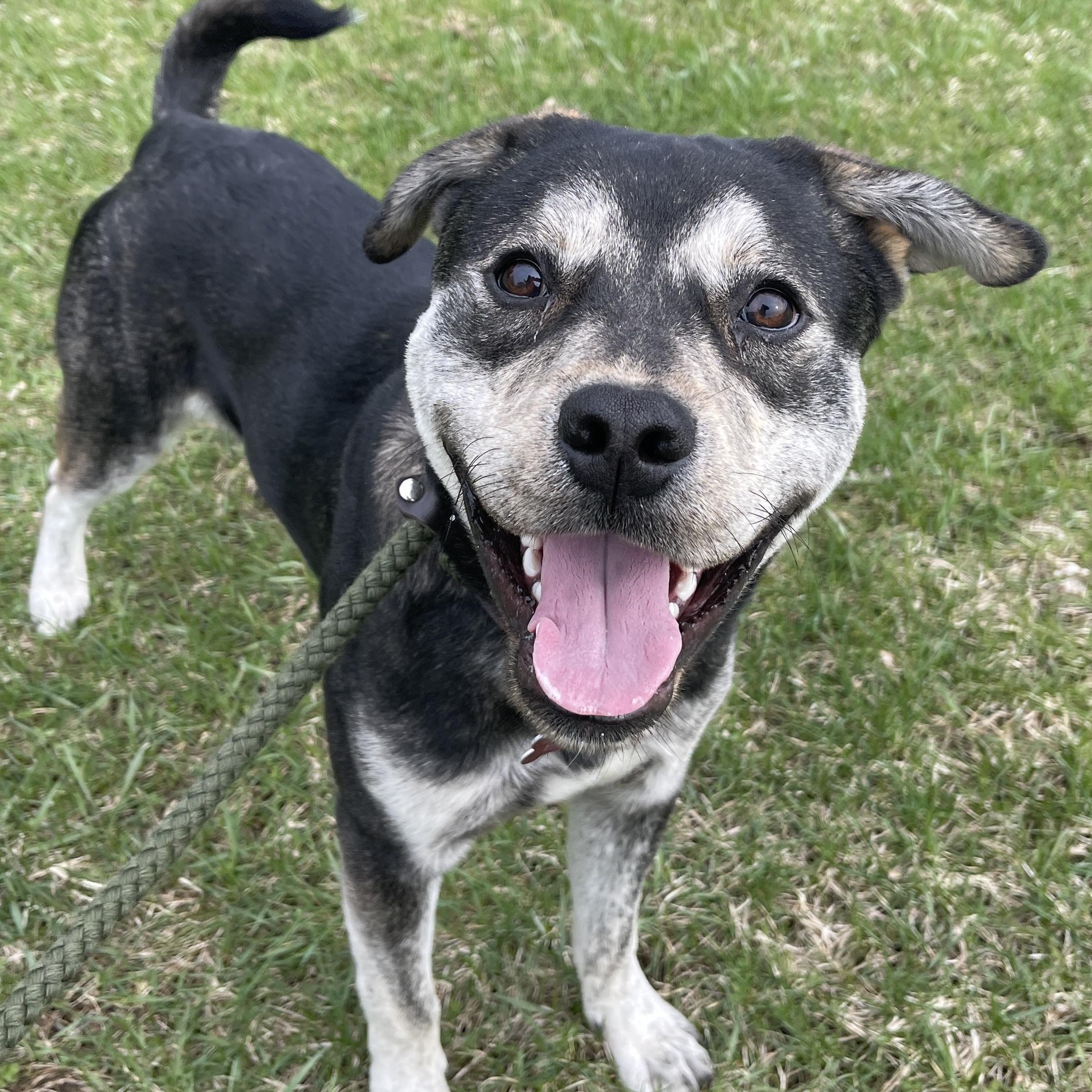 Enlarge Bodhi, a Adoptable Mixed Breed in Allegan, MI image 2/6