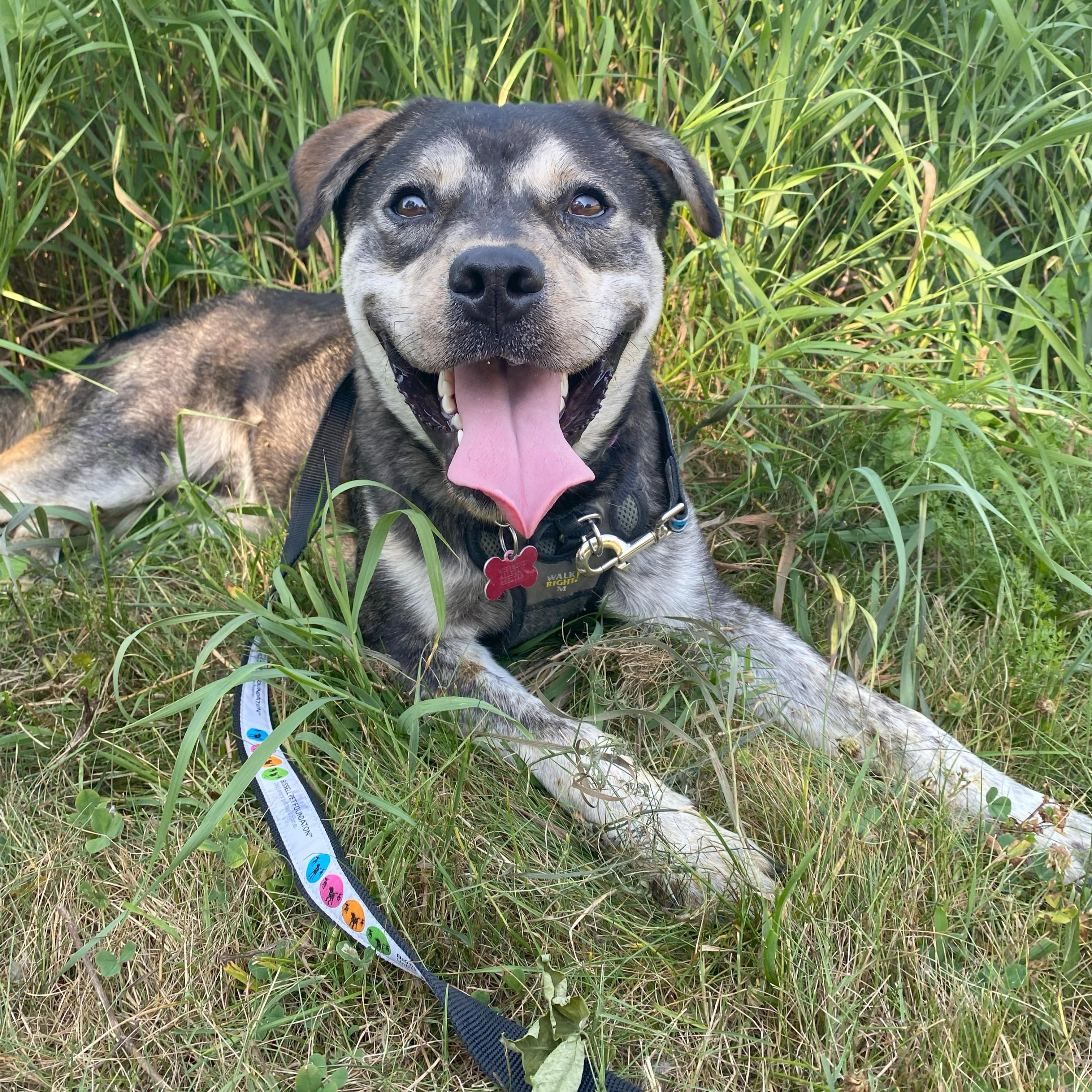 Enlarge Bodhi, a Adoptable Mixed Breed in Allegan, MI image 3/6
