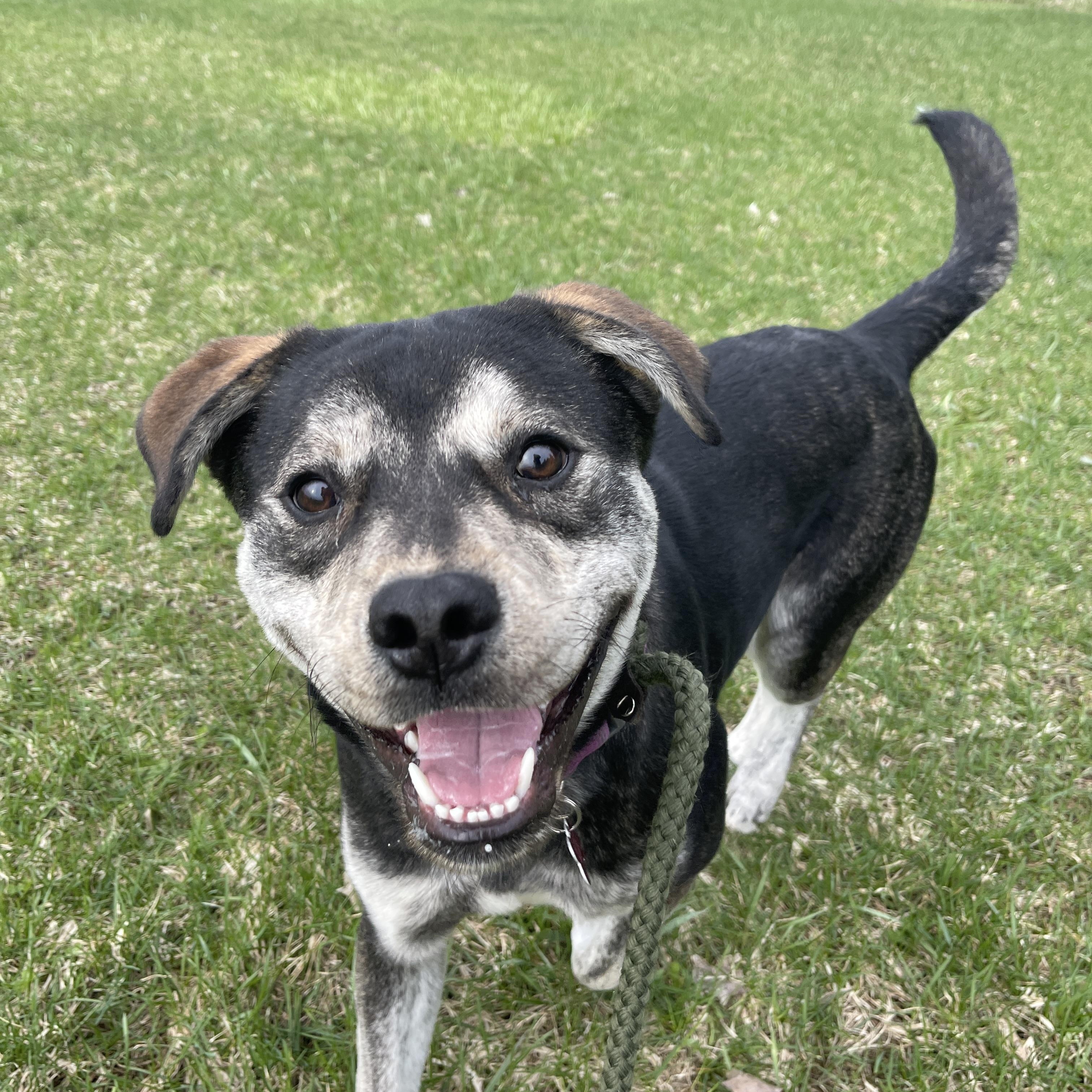 Enlarge Bodhi, a Adoptable Mixed Breed in Allegan, MI image 6/6