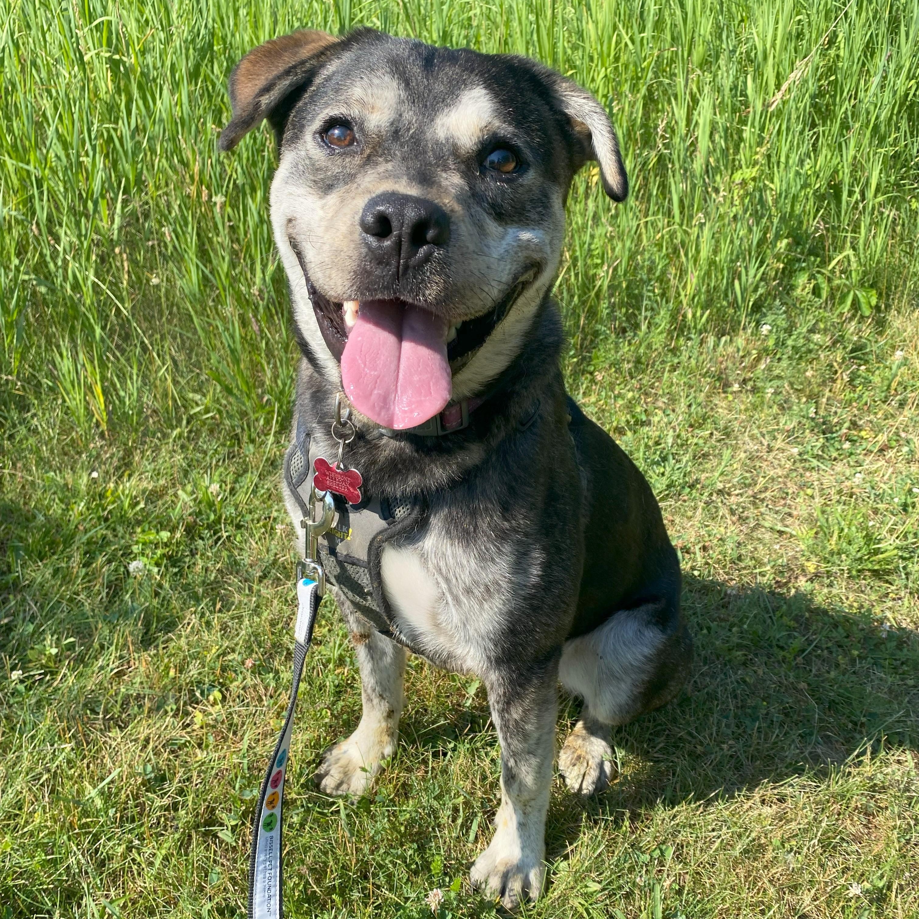 Enlarge Bodhi, a Adoptable Mixed Breed in Allegan, MI image 1/6