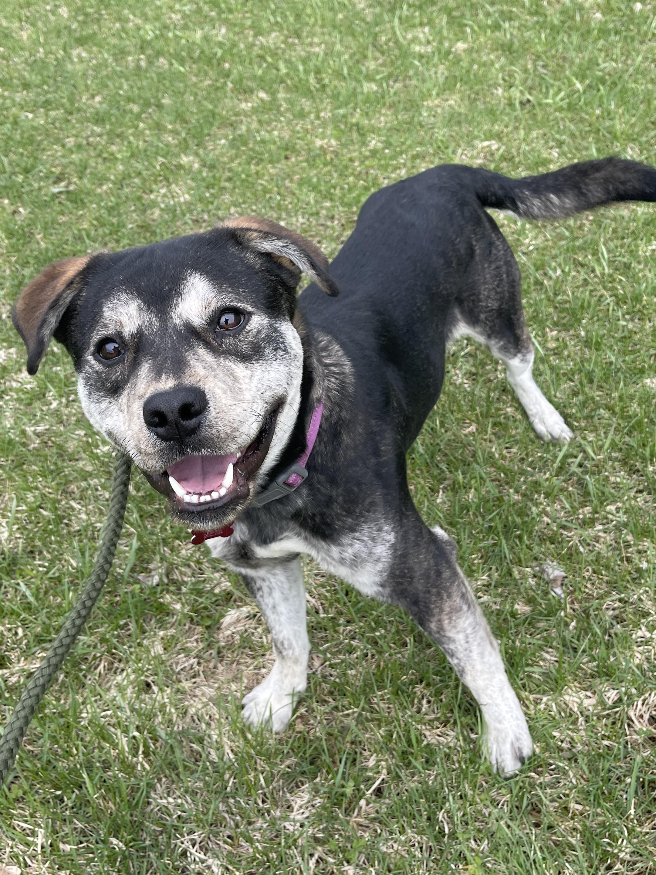 Enlarge Bodhi, a Adoptable Mixed Breed in Allegan, MI image 4/6