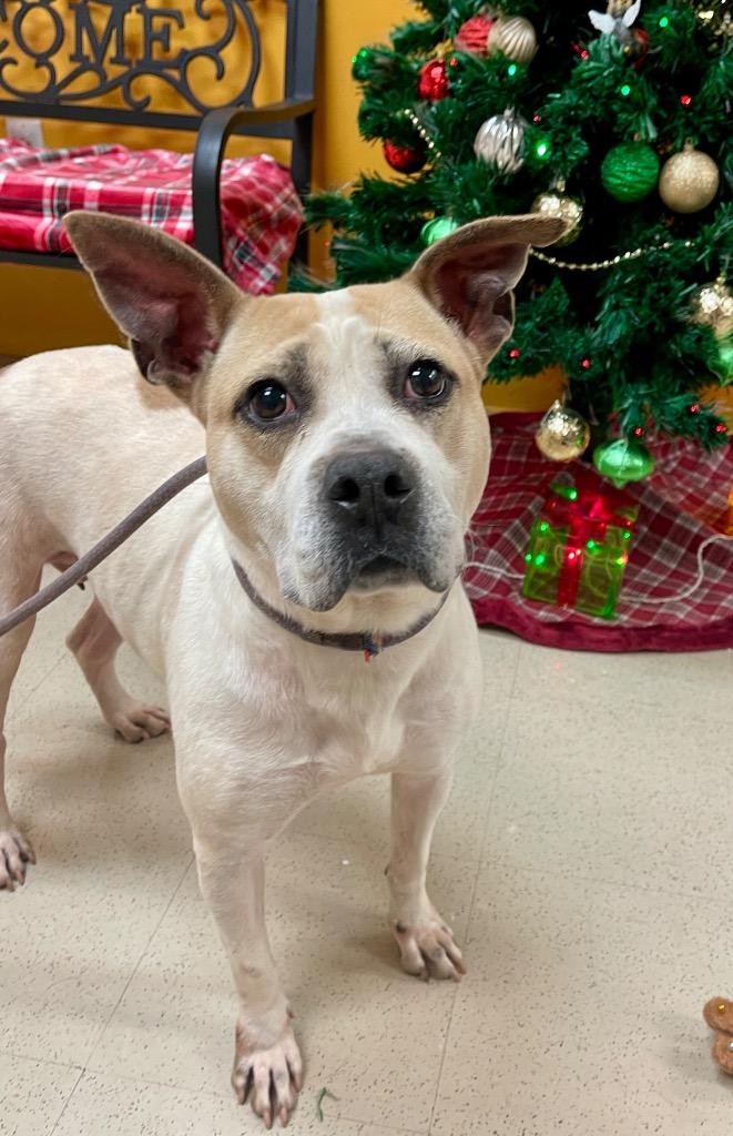 Enlarge Kim, a Adoptable Staffordshire Bull Terrier in Newnan, GA image 1/1