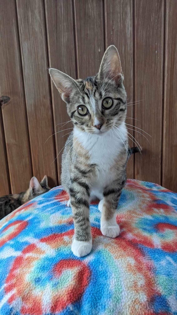 Mira (Angel Litter)