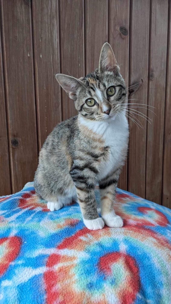 Mira (Angel Litter) 3