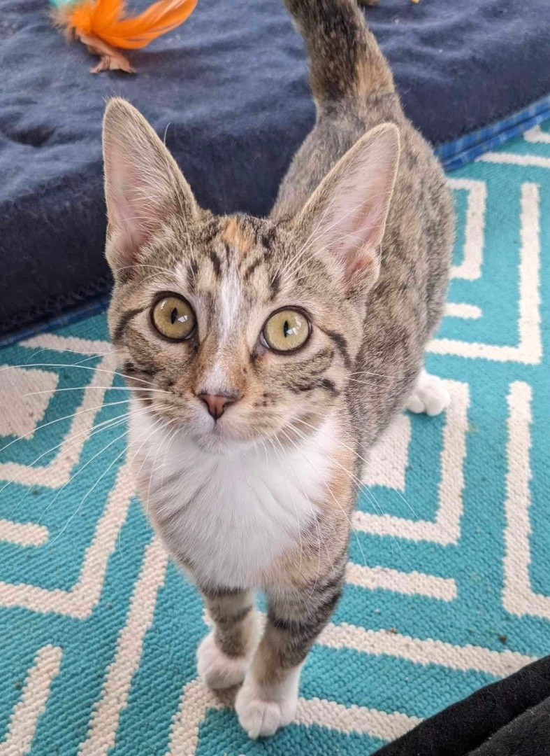 Mira (Angel Litter) 2