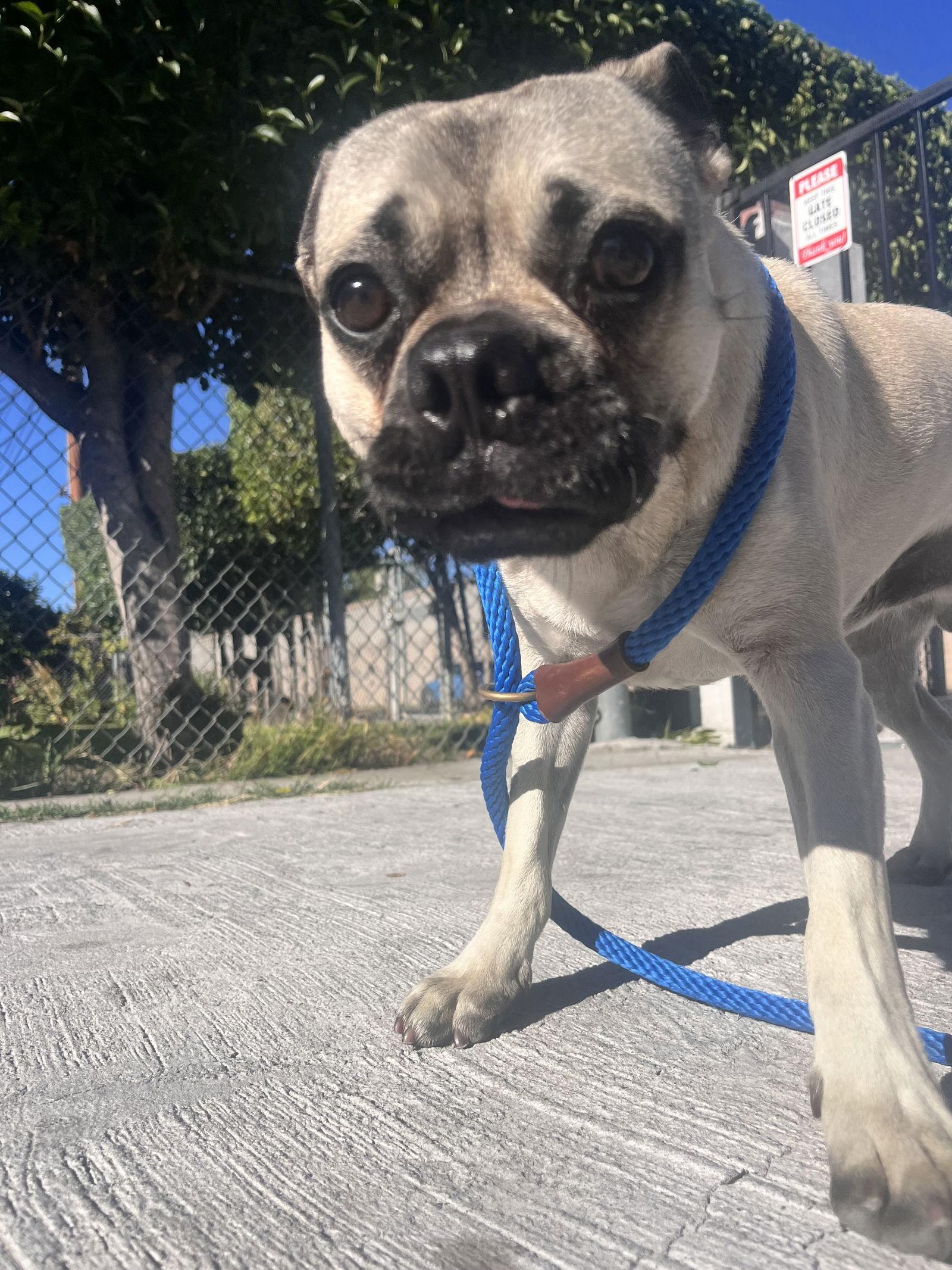 Enlarge Chato, a Adoptable mixed breed in San Jose, CA image 1/4