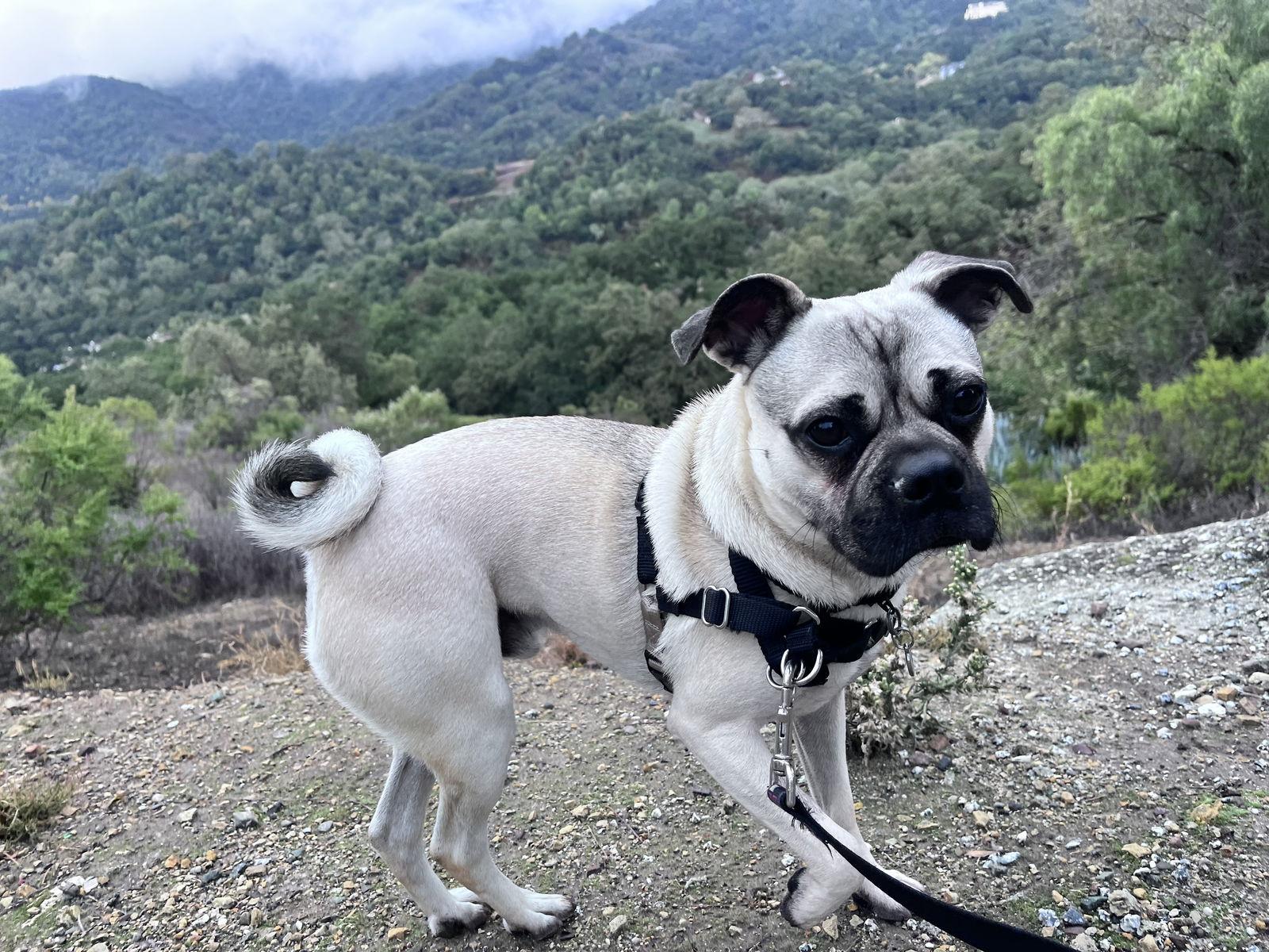 Enlarge Chato, a Adoptable mixed breed in San Jose, CA image 2/4