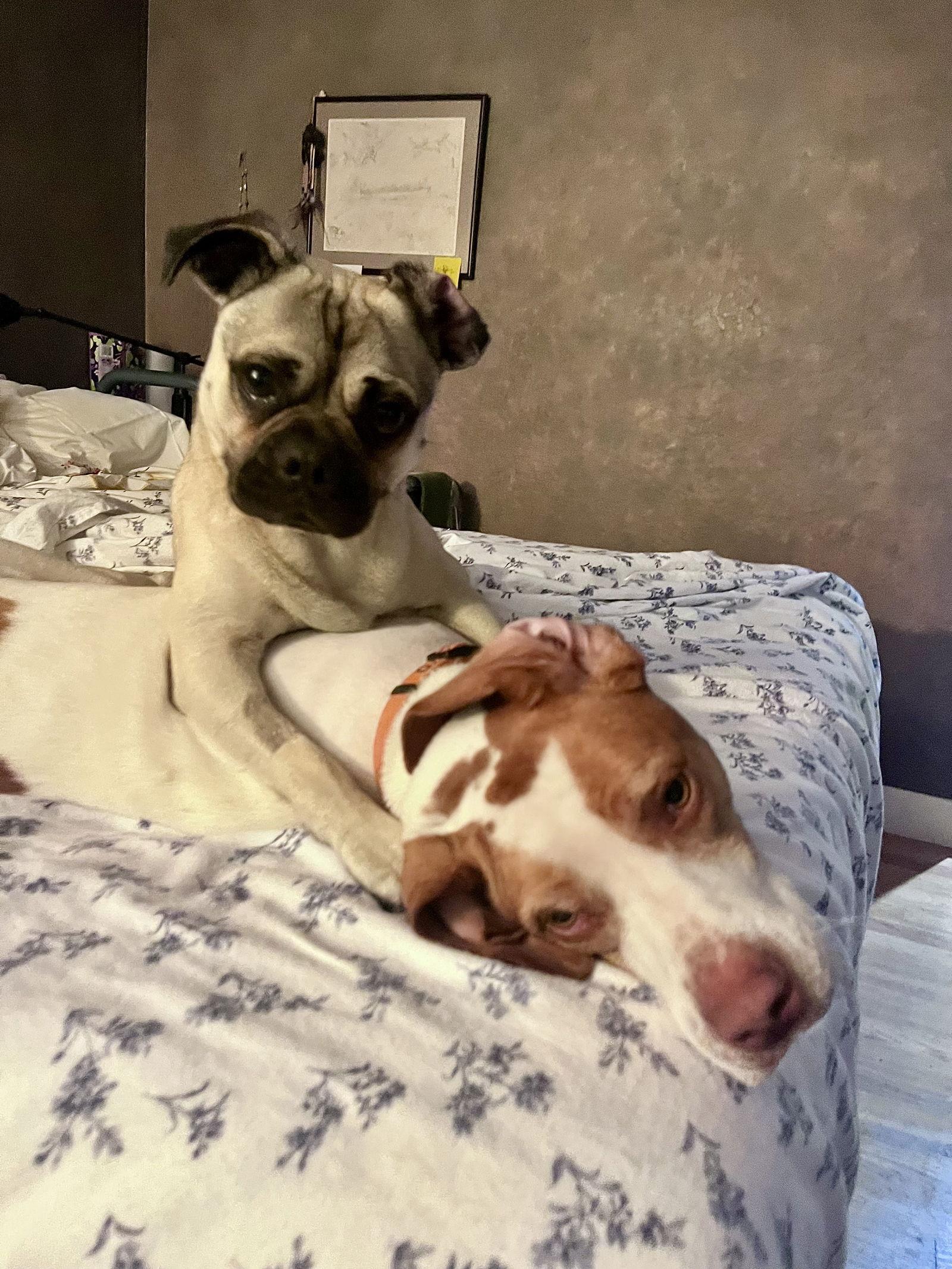 Enlarge Chato, a Adoptable mixed breed in San Jose, CA image 3/4