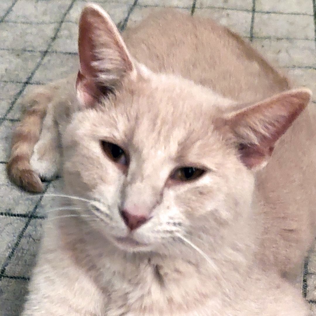 Mars, a Adoptable Domestic Short Hair in Somerset, KY image 1/8