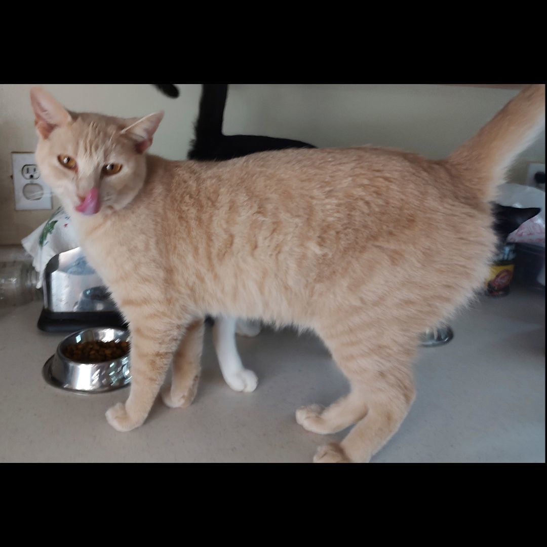 Mars, a Adoptable Domestic Short Hair in Somerset, KY image 2/8