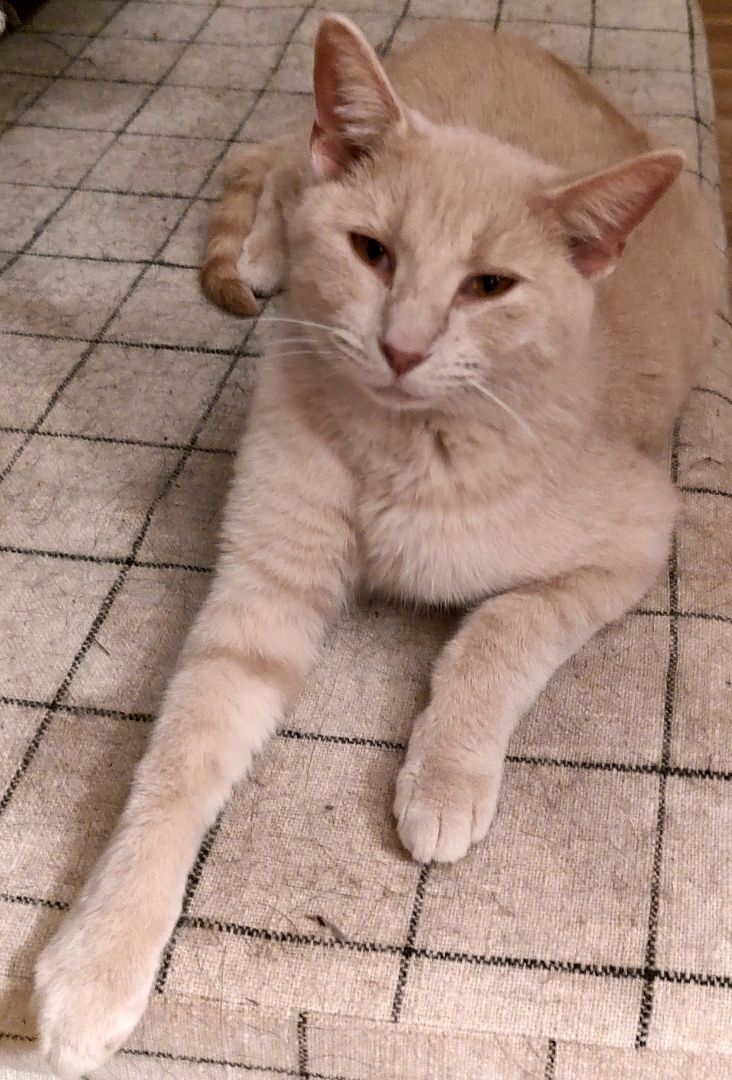 Mars, a Adoptable Domestic Short Hair in Somerset, KY image 3/8