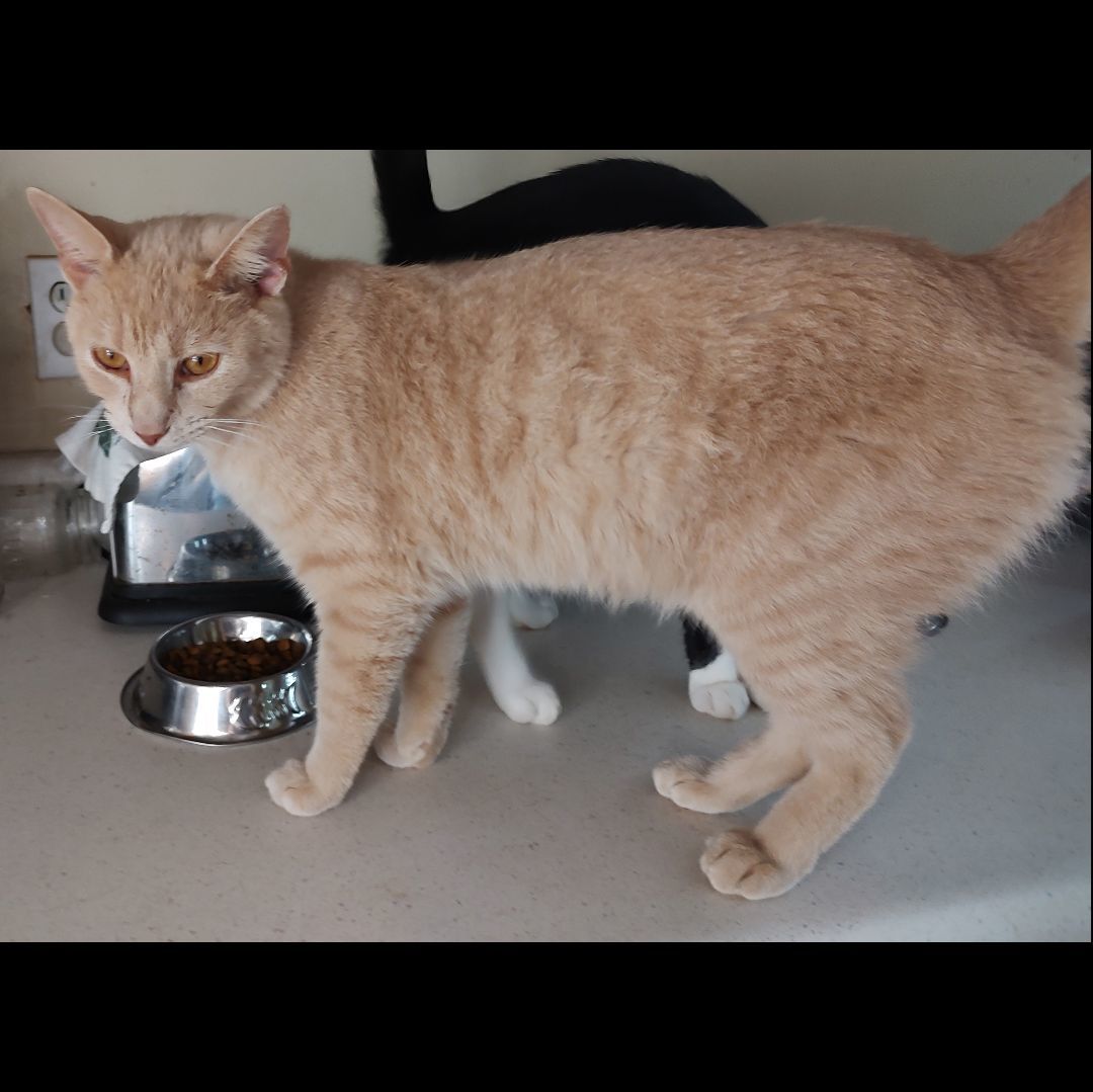 Mars, a Adoptable Domestic Short Hair in Somerset, KY image 4/8