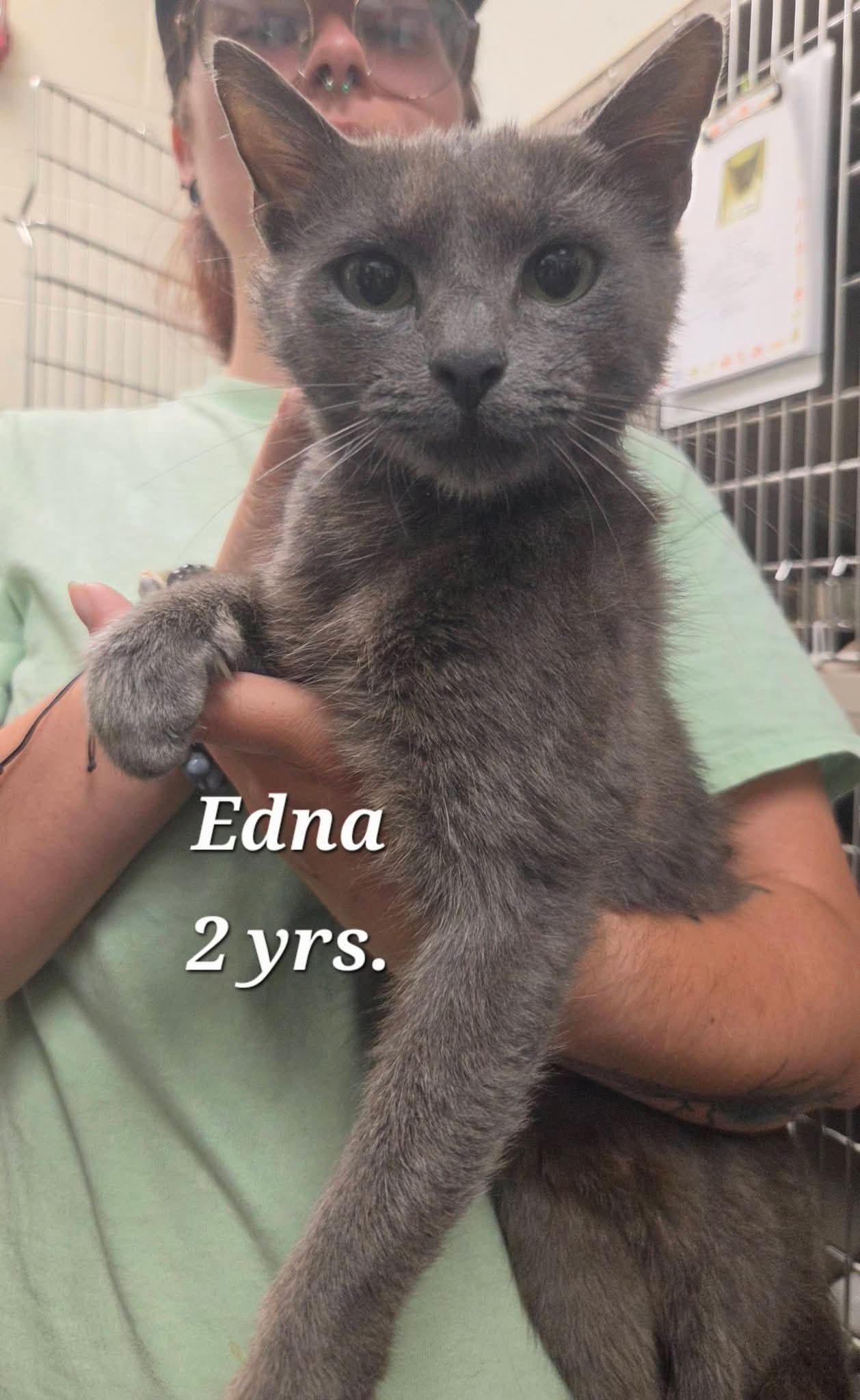 Enlarge Edna - Rescued SFC, an adopted Domestic Short Hair in Amherst, VA image 1/1