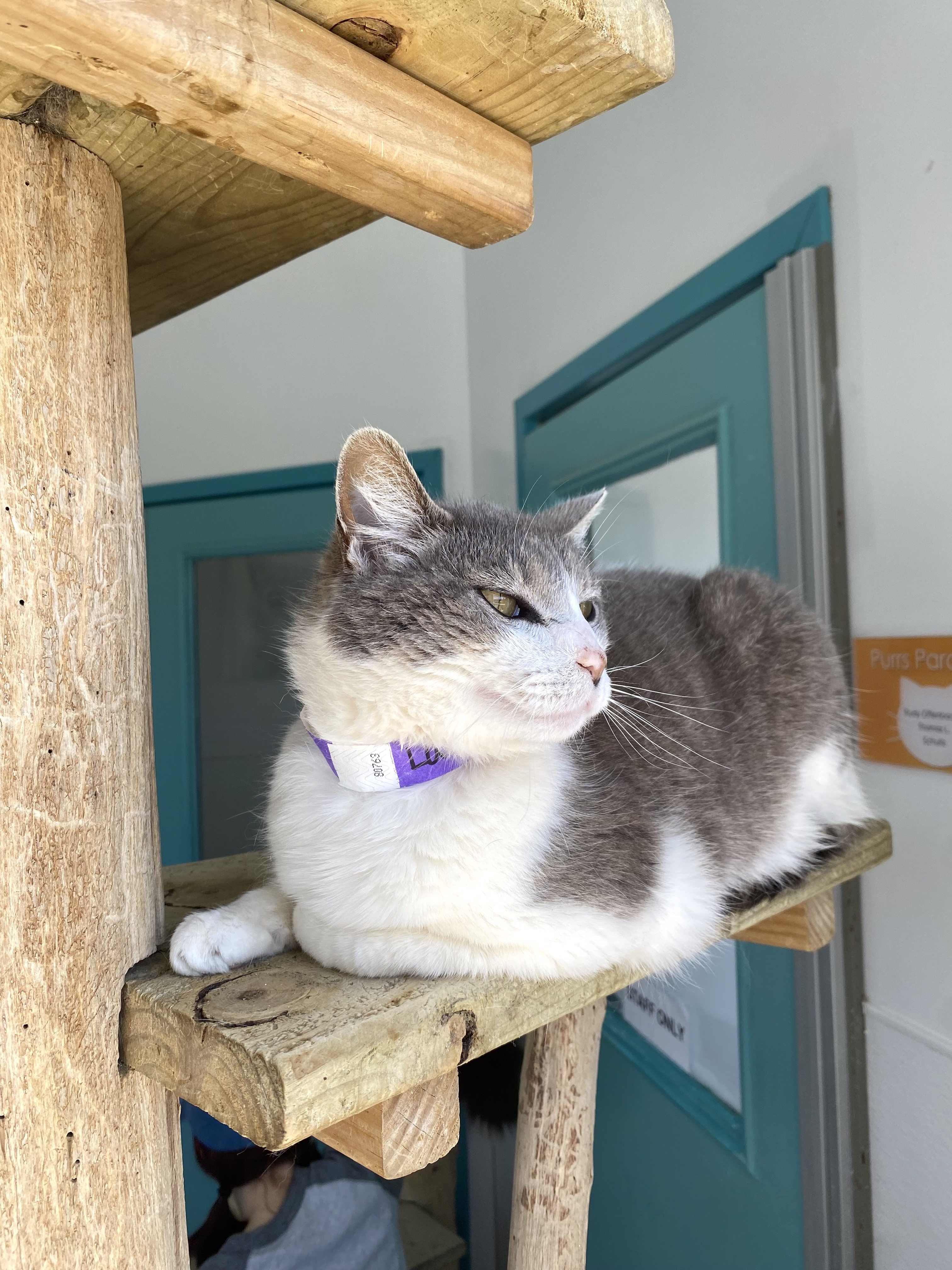 Laura, a Adoptable Domestic Short Hair in Chicago, IL image 3/6