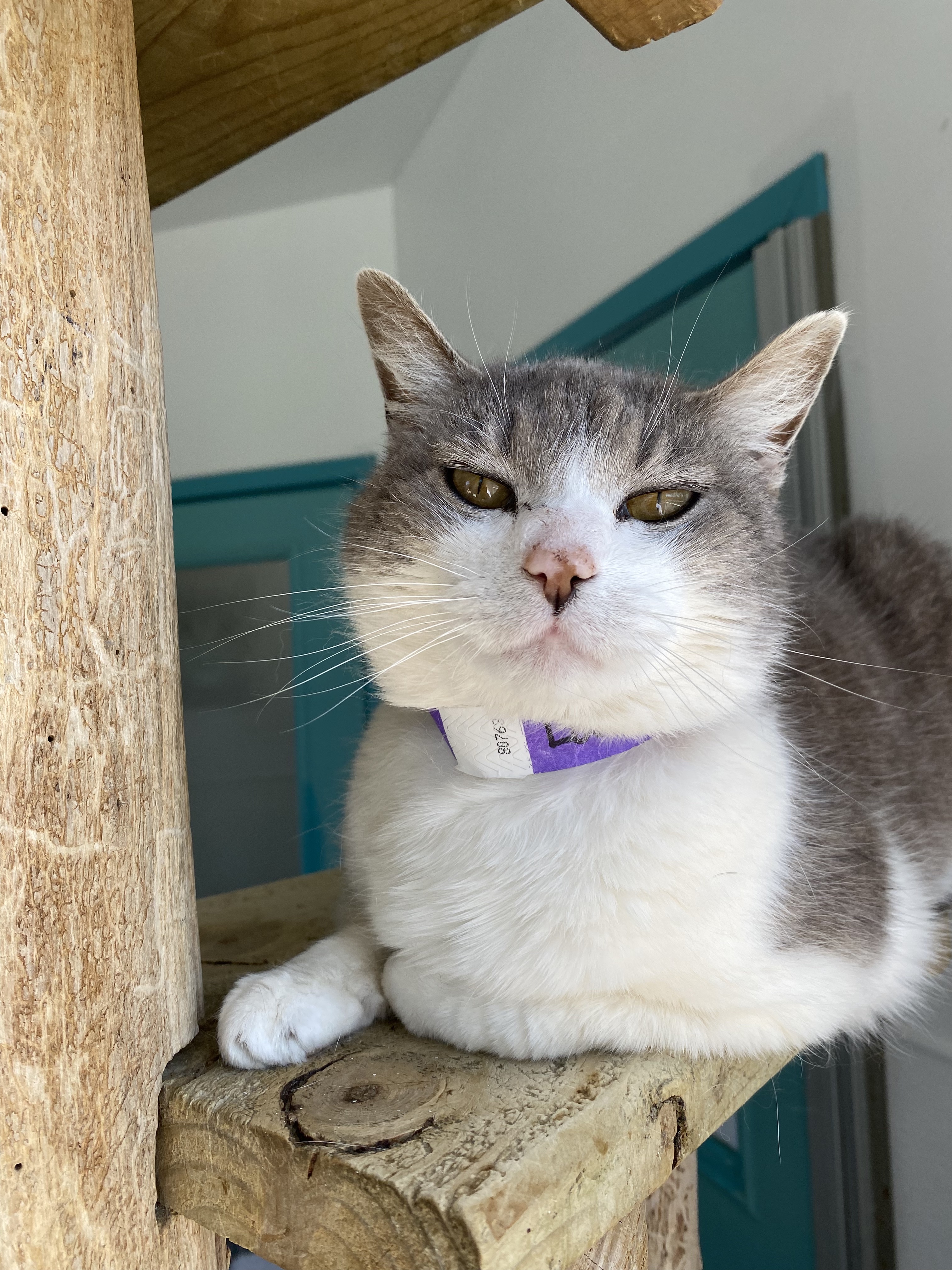 Laura, a Adoptable Domestic Short Hair in Chicago, IL image 6/6