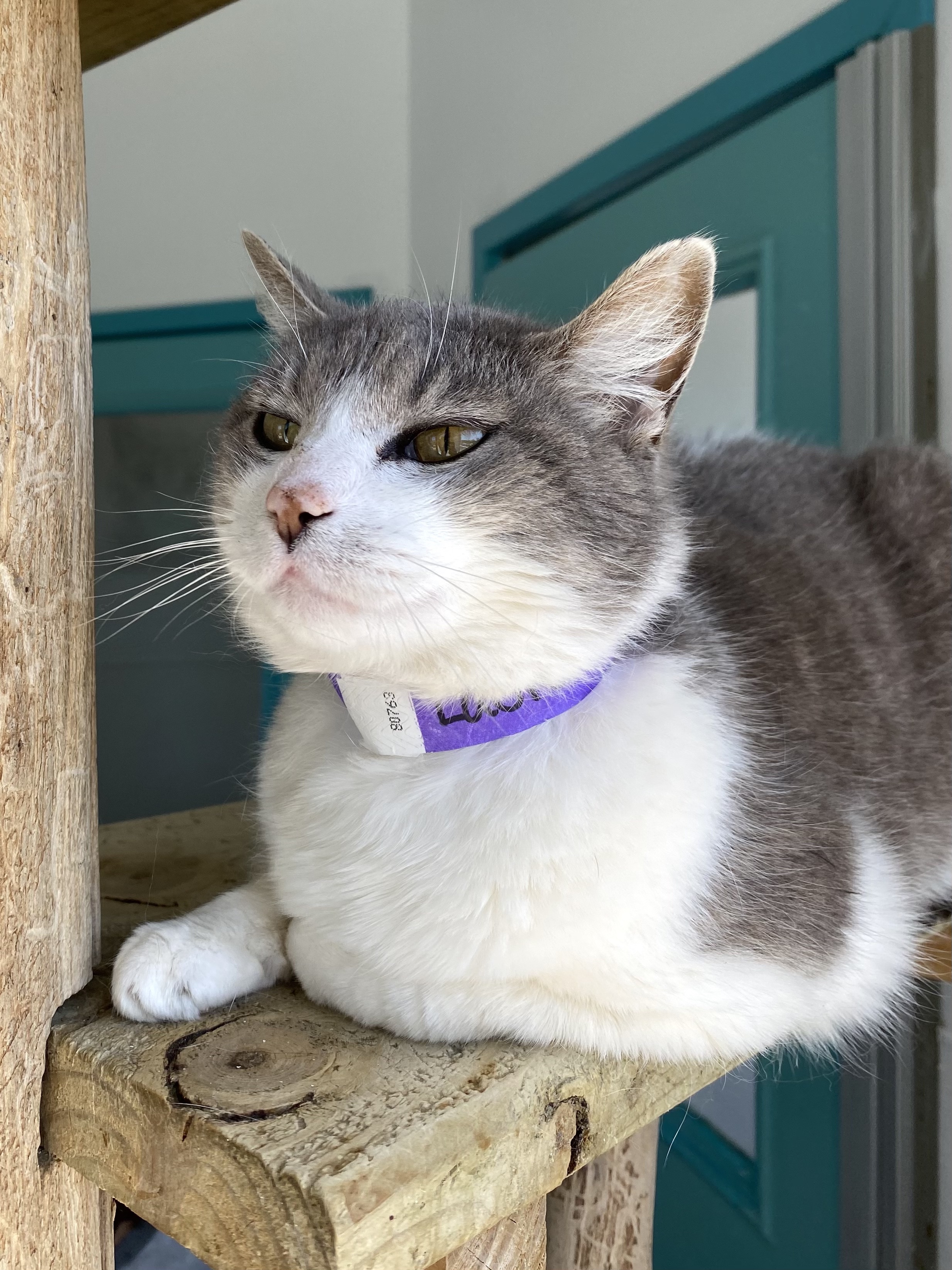 Laura, a Adoptable Domestic Short Hair in Chicago, IL image 5/6