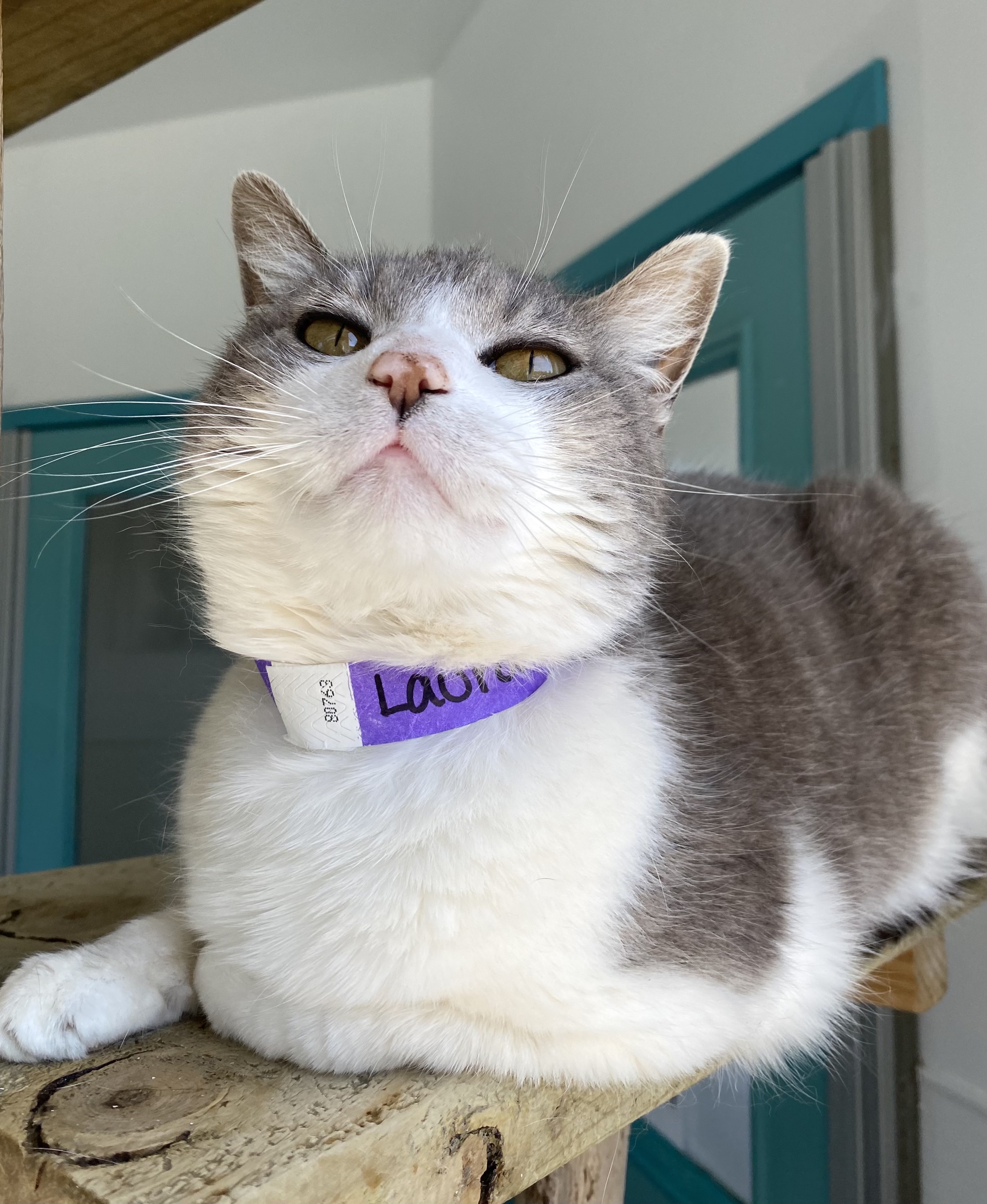 Laura, a Adoptable Domestic Short Hair in Chicago, IL image 4/6