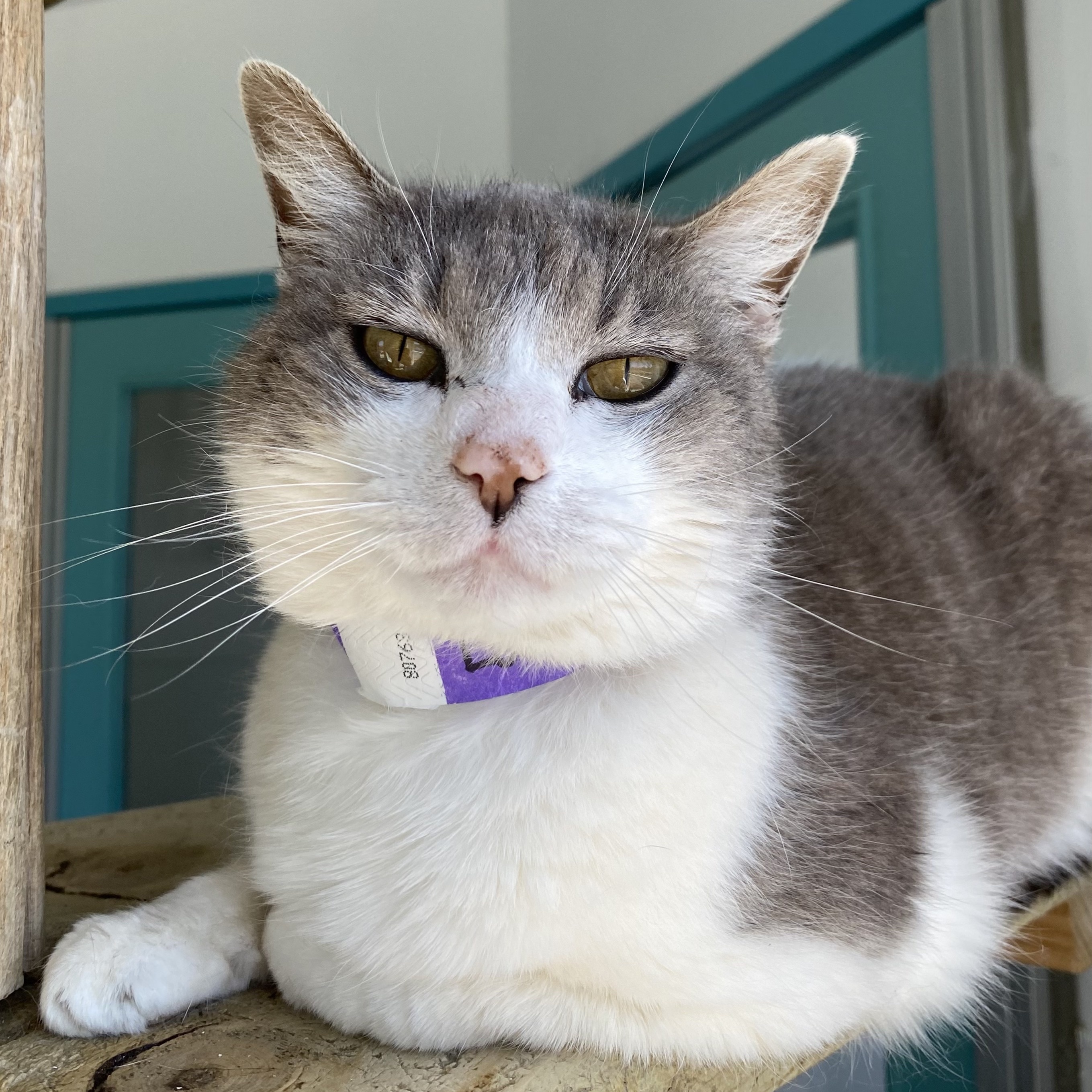 Laura, Adoptable, Adult Female Domestic Short Hair.