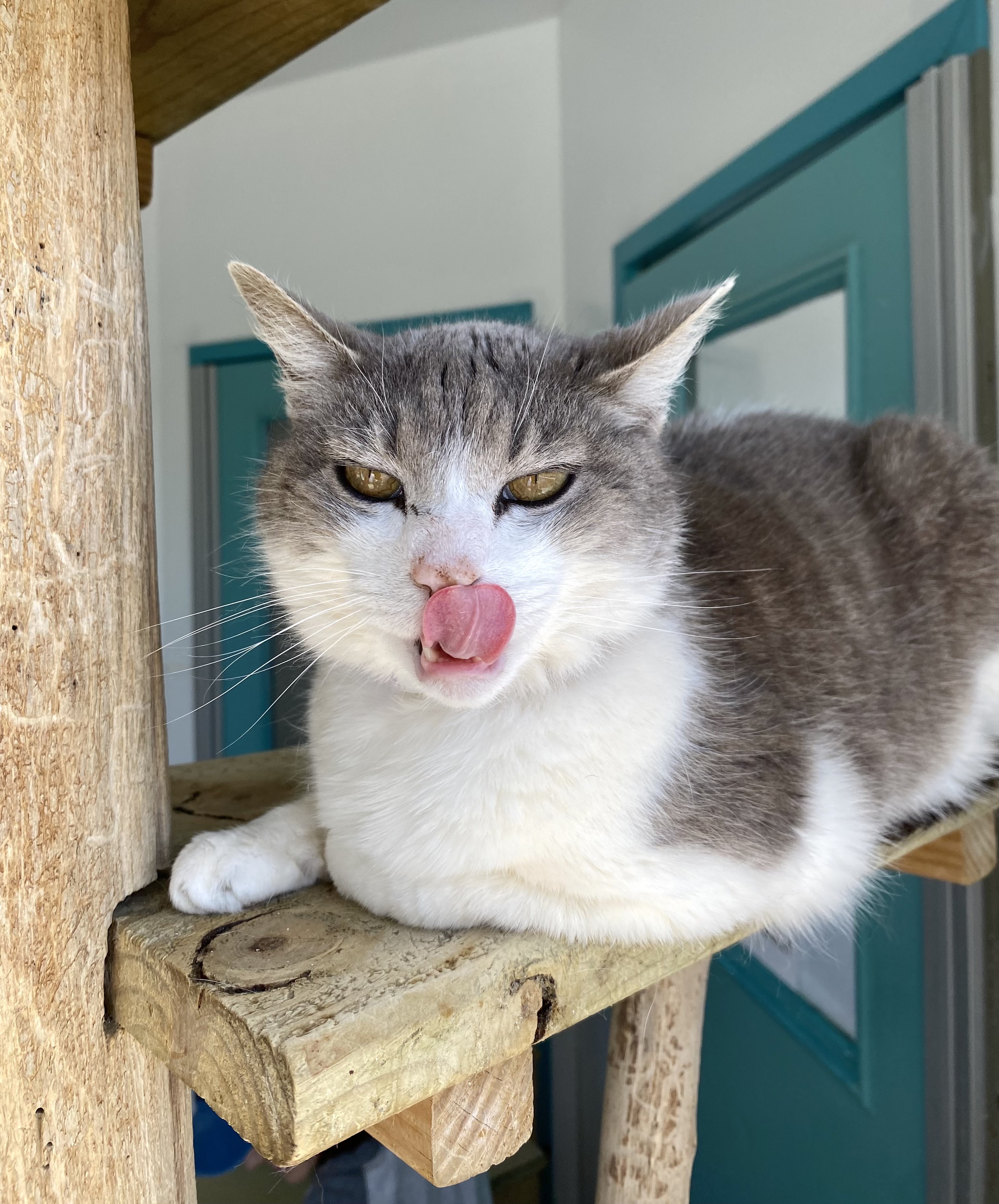 Laura, a Adoptable Domestic Short Hair in Chicago, IL image 2/6