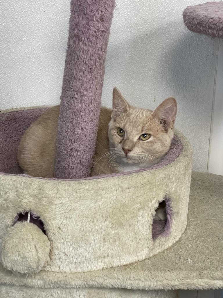 Enlarge Butch, a Adoptable mixed breed in Corpus Christi, TX image 3/3