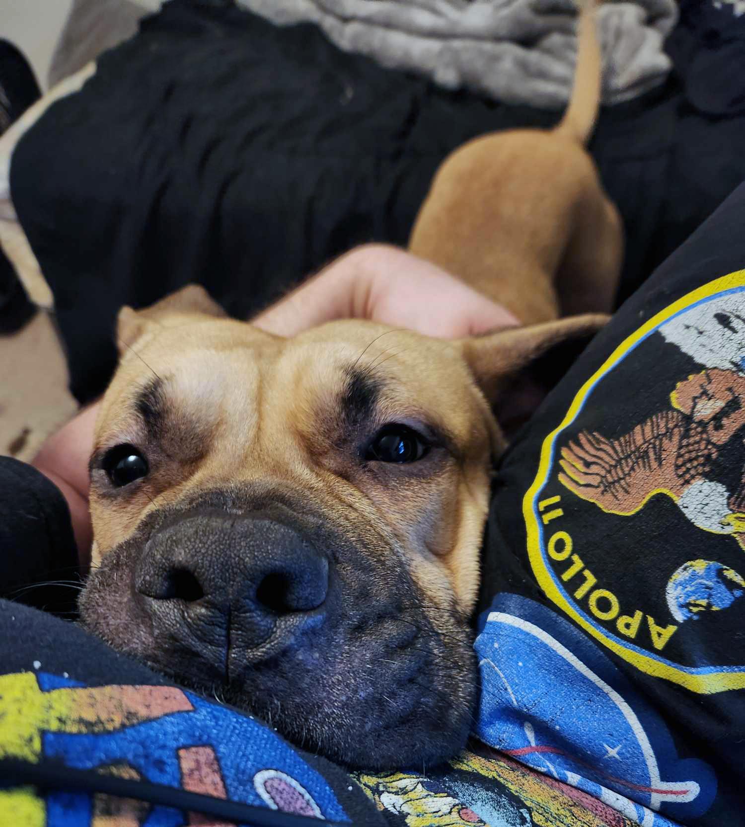 Enlarge Atlas, a Adopted mixed breed in Marietta, GA image 2/6