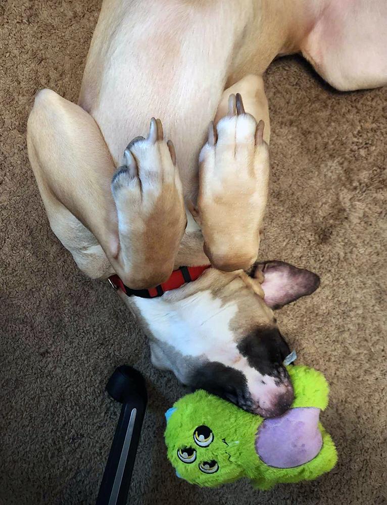 Atlas, Adopted, Young Male Mastiff & Boxer.