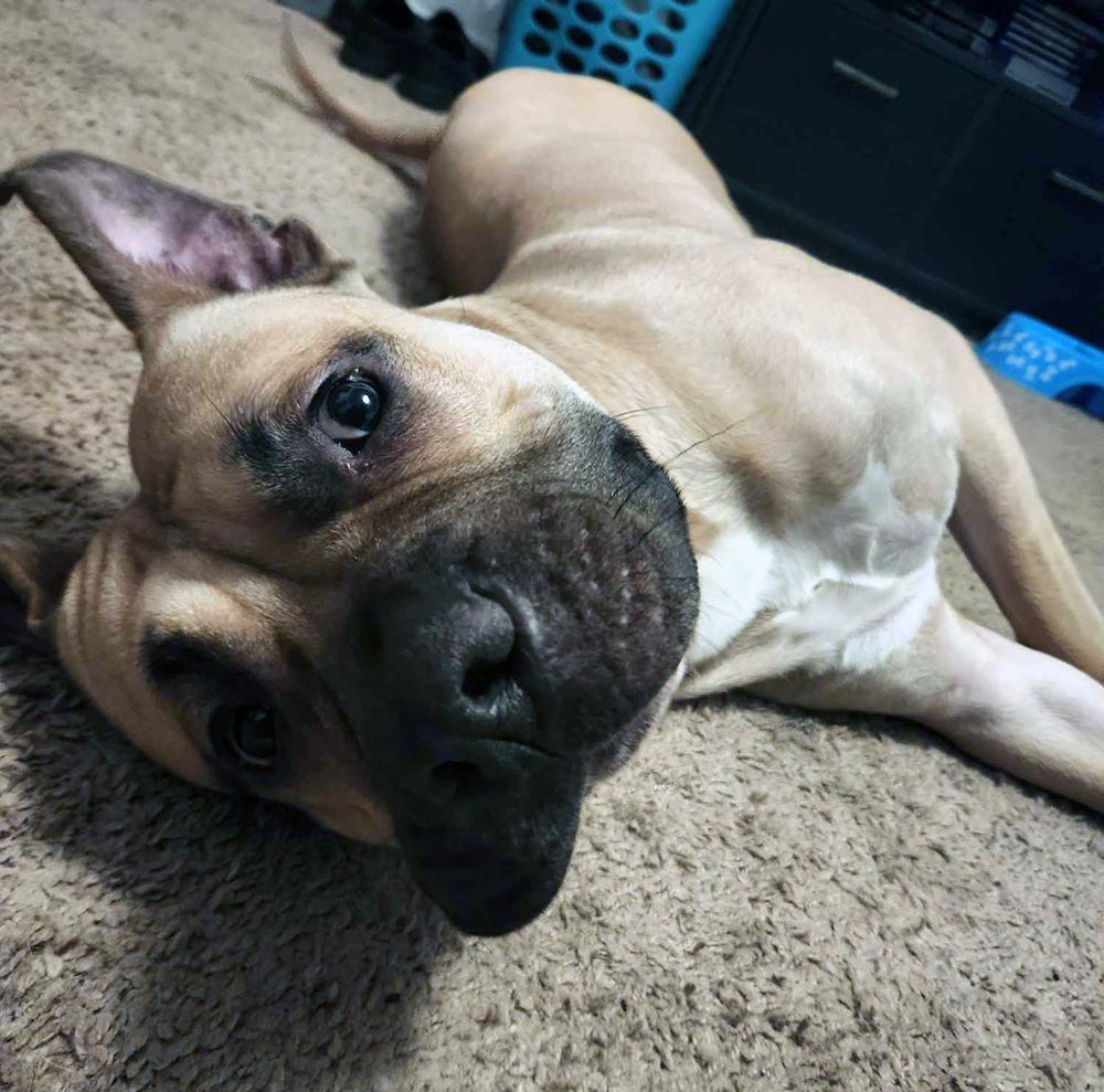 Enlarge Atlas, a Adopted mixed breed in Marietta, GA image 4/6