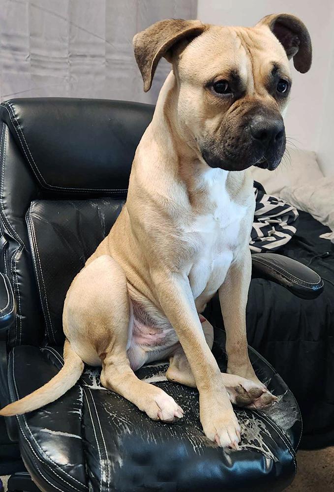 Enlarge Atlas, a Adopted mixed breed in Marietta, GA image 5/6