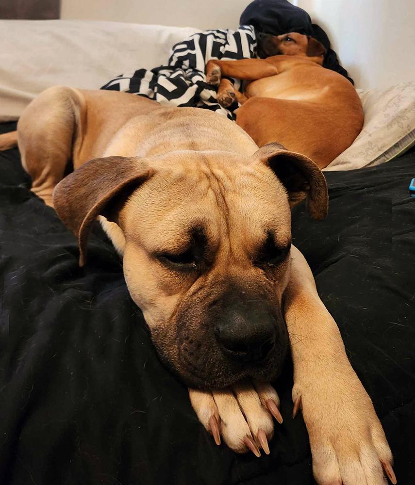 Enlarge Atlas, a Adopted mixed breed in Marietta, GA image 6/6