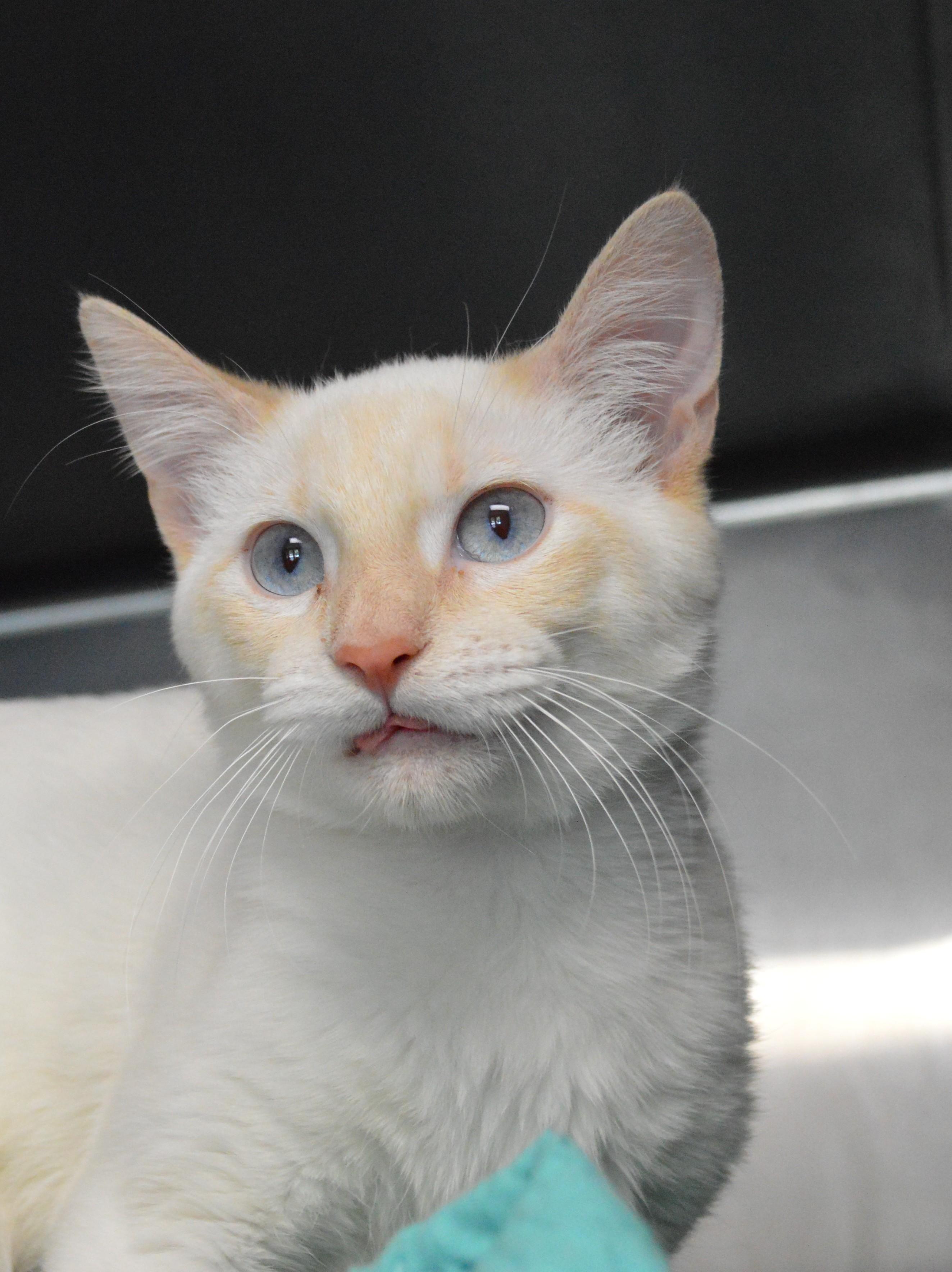 Enlarge Toboggan, a Adopted Domestic Short Hair in House Springs, MO image 1/2