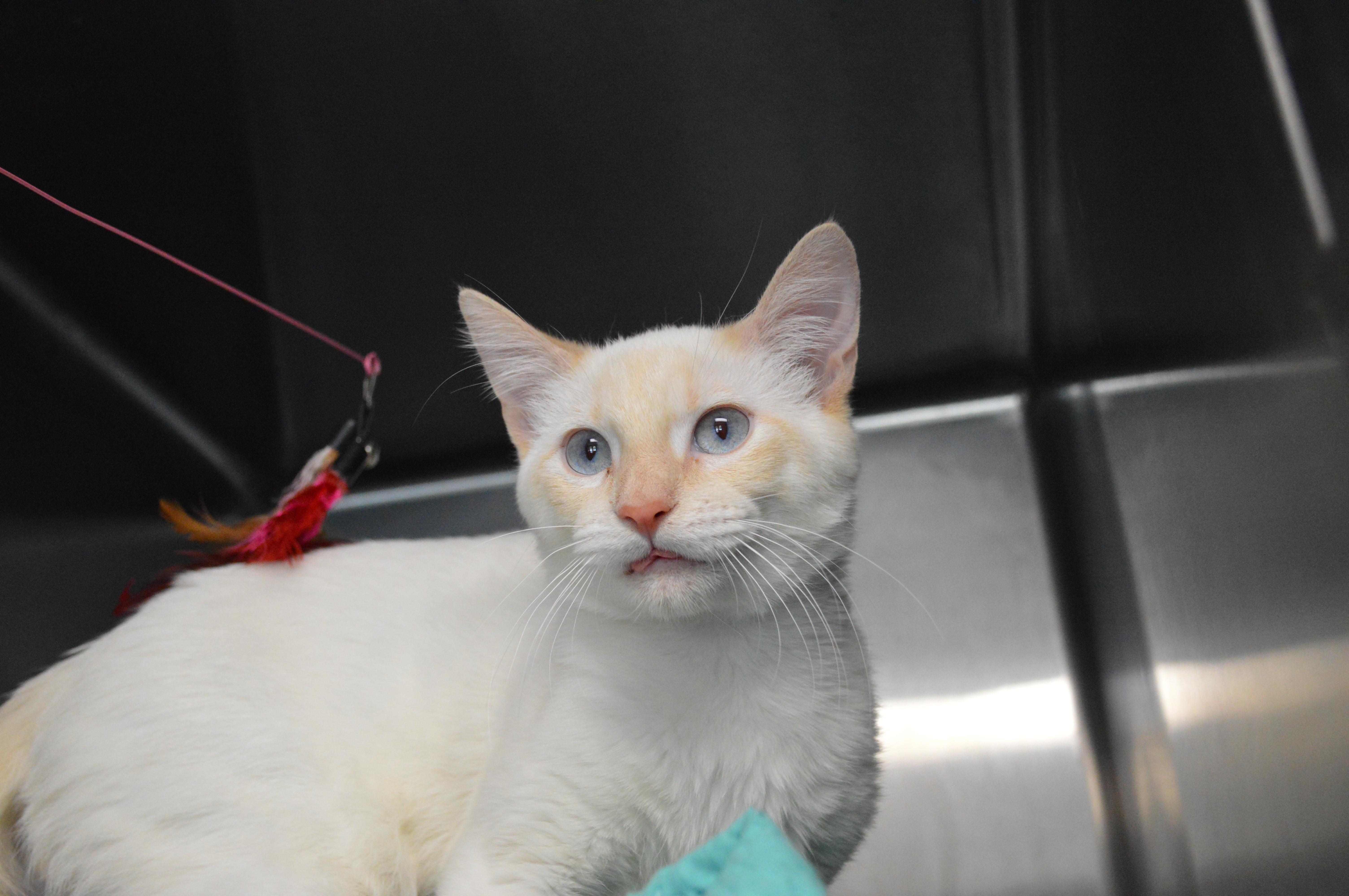 Enlarge Toboggan, a Adopted Domestic Short Hair in House Springs, MO image 2/2