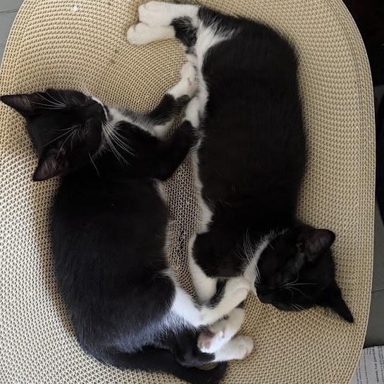 Pancake & Patty Melt, a ADOPTABLE Domestic Short Hair in brooklyn, NY image 5/6